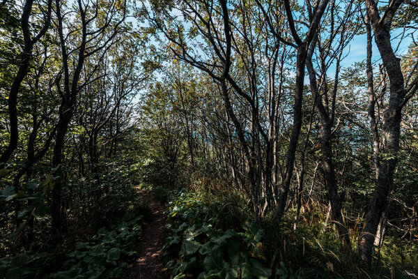 sunlight on branches with leaves on trees in woods 