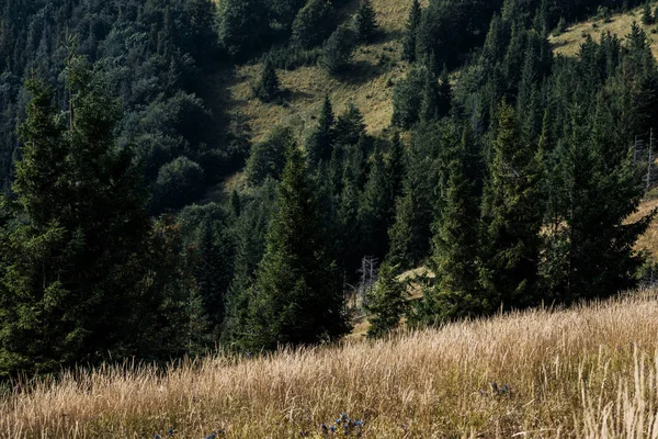 Yeşil Ağaçların Yakınındaki Tepede Arpa Ile Altın Alan — Stok fotoğraf