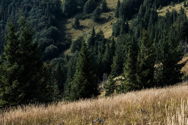 golden field with barley on hill near green trees 