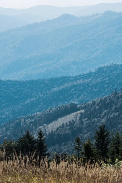 Gouden Gerst Veld Bergen Met Groene Dennenbomen — Stockfoto