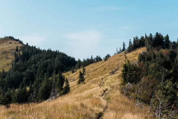 Golden Field Barley Hill Green Fir Trees — Stock Photo, Image