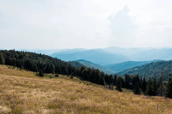 空に対して緑の木と山の黄金の草原 — ストック写真