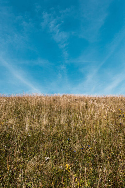 golden field with barley against blue sky with clouds 