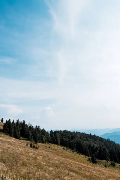 golden field in mountains with green trees against blue sky