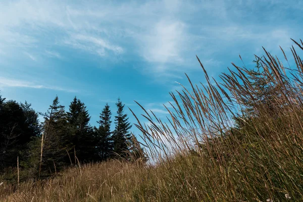 low angle view of golden meadow on hill with green trees against blue sky