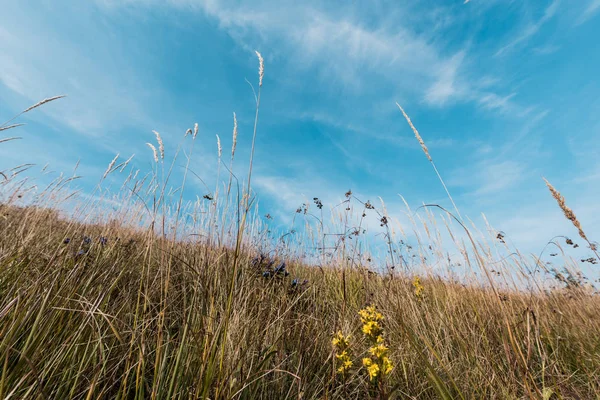yellow blooming wildflowers in field against sky 