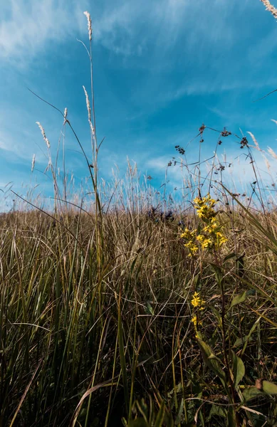 青空に対して野原に黄色く咲く野生の花 — ストック写真