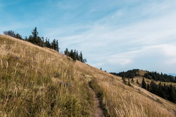 Golden Meadow Trees Blue Sky Clouds — Stock Photo, Image