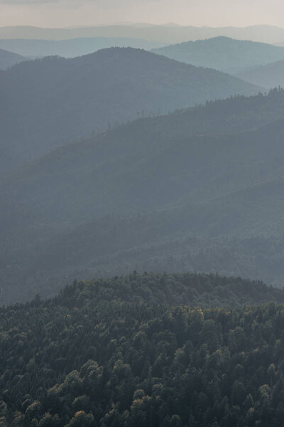 green fir trees in mountains with fog 