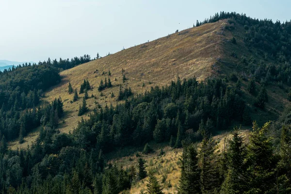 Zielone Sosny Wzgórzu Przed Niebem — Zdjęcie stockowe