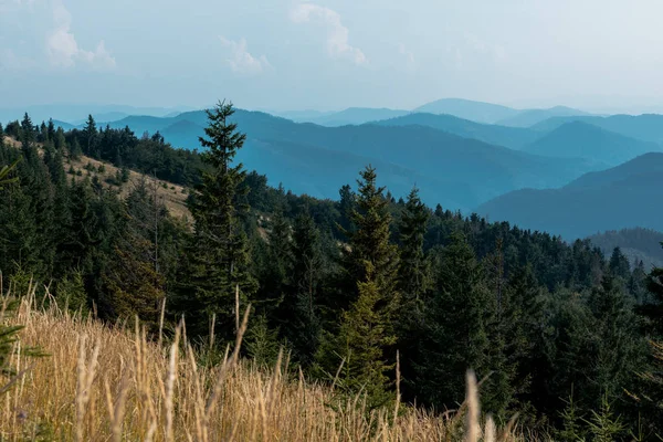 Selective Focus Fir Trees Mountains Lawn Sky — Stock Photo, Image