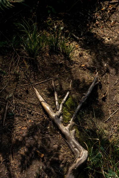 가지의 상단보기 — 스톡 사진