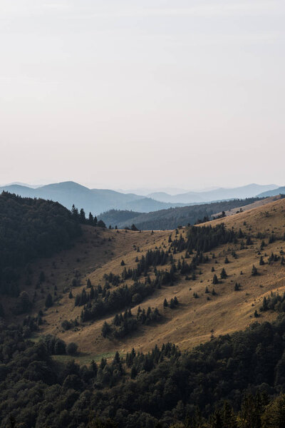 желтый луг с елками в горах против неба
 
