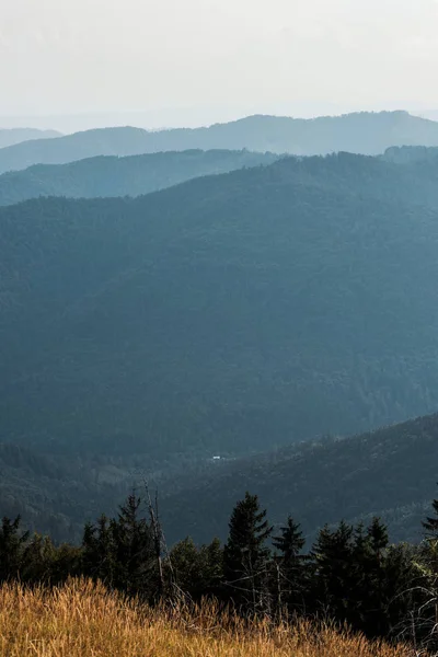 Cebada Amarilla Prado Cerca Pinos Las Montañas Contra Cielo —  Fotos de Stock