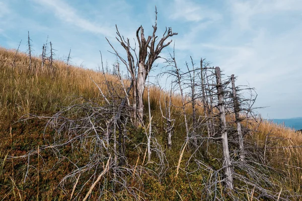 Сухі Гілки Деревах Золотому Ячмінному Полі Фоні Неба — стокове фото