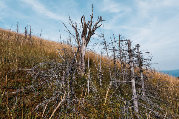 dry twigs on trees in golden barley field against sky 