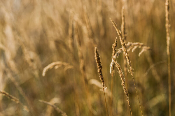 selective focus of yellow barley in golden field 