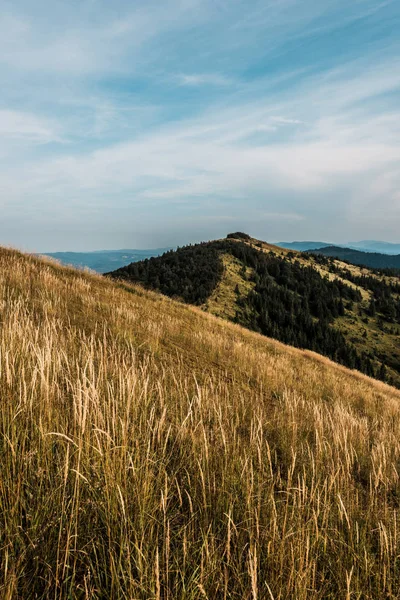 Prado Dourado Montanhas Com Árvores Verdes Contra Céu Com Nuvens — Fotografia de Stock