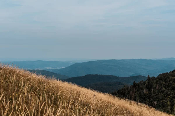 Yellow Barley Lawn Trees Mountains — Stock Photo, Image