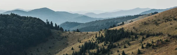 panoramic shot of golden lawn with pines near mountains 