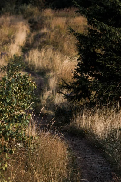 Blick Über Den Gehweg Goldenen Feld Der Nähe Von Bäumen — Stockfoto