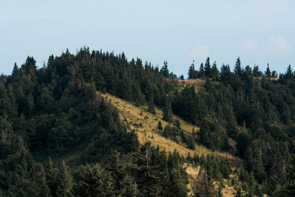 fresh and green fir trees on hill against blue sky 