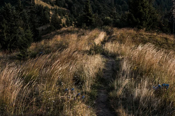 Sonnenlicht Auf Gehweg Goldenem Feld Auf Hügel — Stockfoto