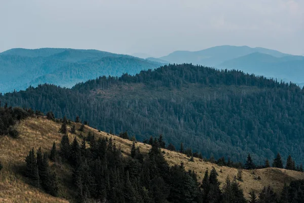 Scenic Blue Silhouette Mountains Golden Field Fir Trees — Stock Photo, Image