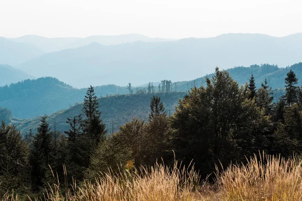 黄金の野原とモミの木の近くの山々の風光明媚な青いシルエット — ストック写真