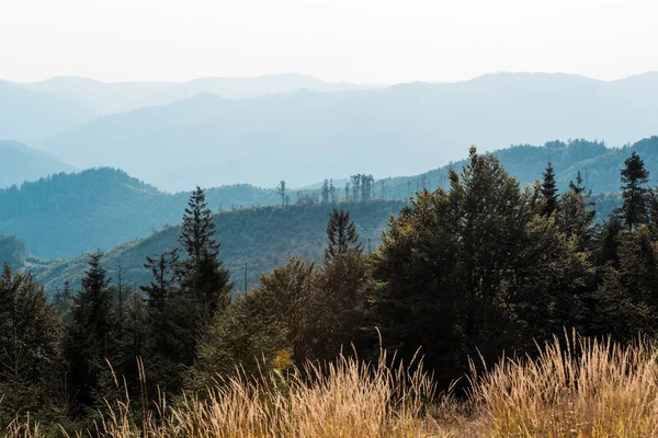 scenic blue silhouette of mountains near golden field and fir trees 
