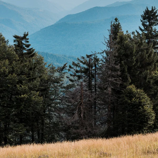  blue silhouette of mountains near golden field and fir trees 