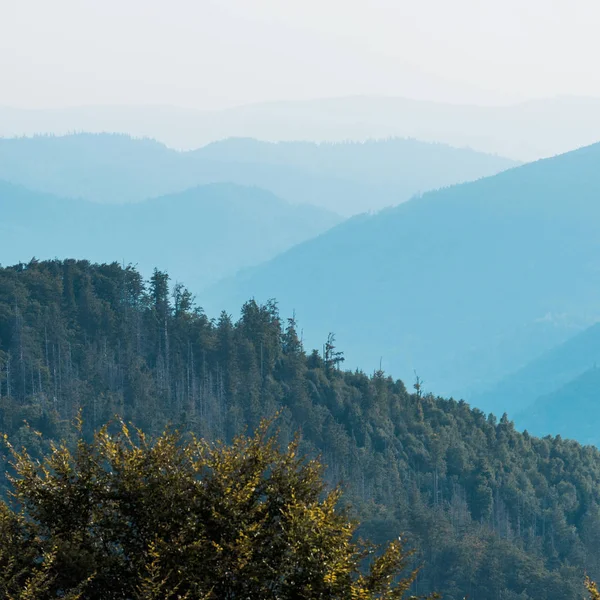 Silhouette Der Berge Der Nähe Von Tannen Auf Hügeln — Stockfoto