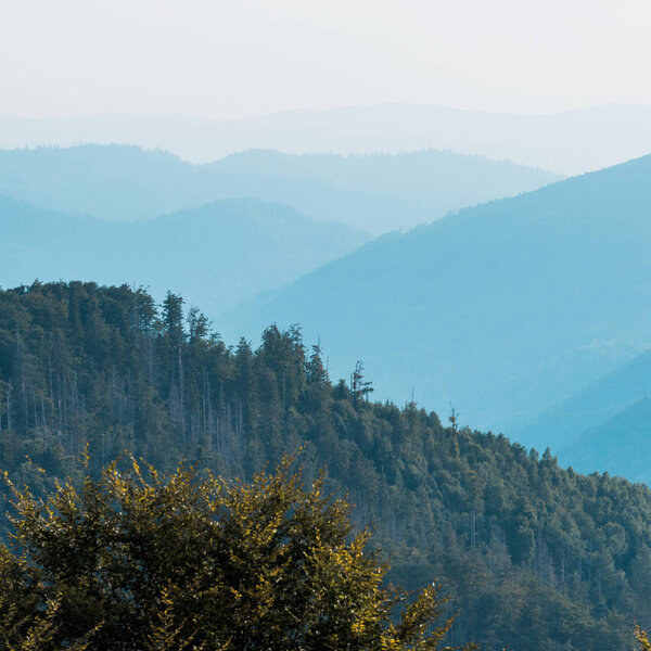 Силуэт гор возле елок на холме
