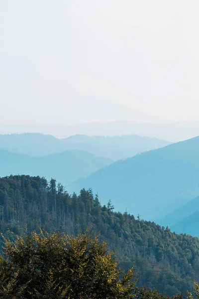 blue silhouette of mountains near fir trees on hill