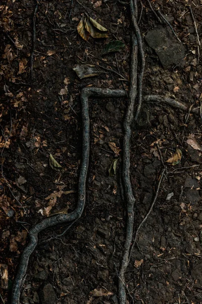 Draufsicht Auf Trockene Blätter Boden Wurzelnähe — Stockfoto
