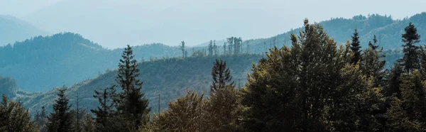 panoramic shot of blue silhouette of mountains near fir trees 