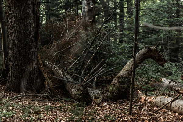 Focalizarea Selectivă Frunzelor Toamnă Uscate Apropierea Copacilor Din Pădure — Fotografie, imagine de stoc