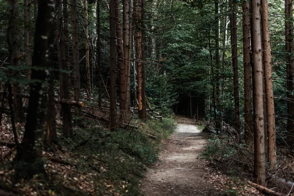 selective focus of sunshine on path near fir trees in woods 