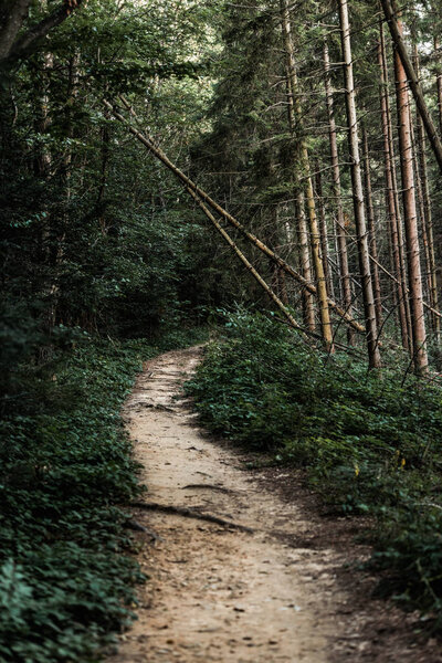 selective focus of path near fir trees in woods 