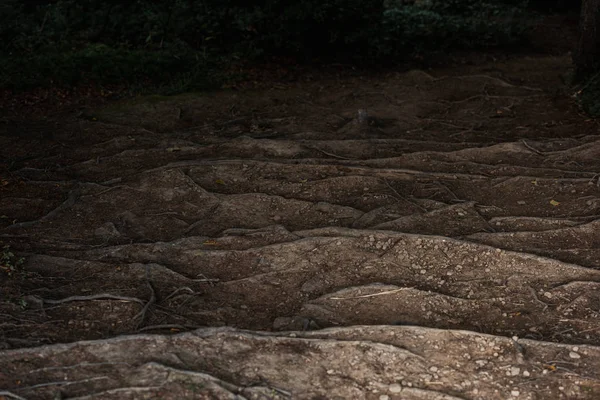 Kleine Felsen Der Nähe Von Wurzeln Auf Dem Boden Wald — Stockfoto