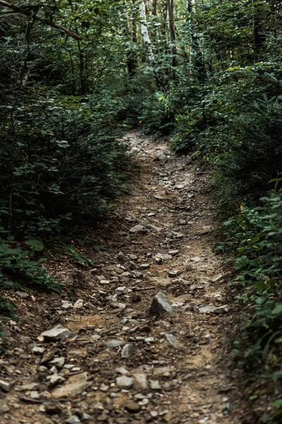 Piedras Camino Cerca Los Árboles Bosques Verdes — Foto de Stock