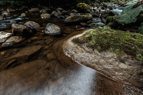 overhead view of green mold on wet stones near river 