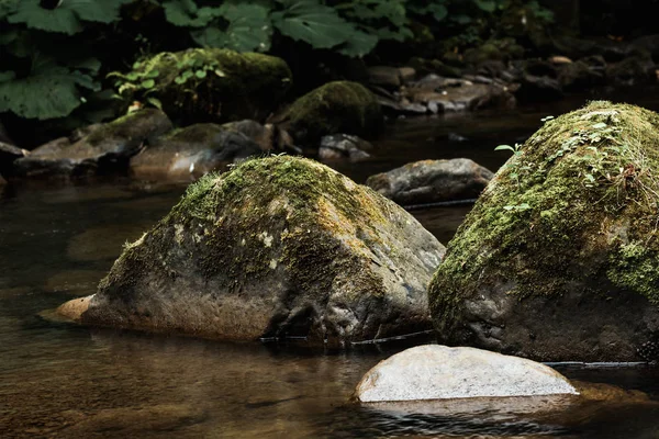 selective focus of green mold on wet stones near river 