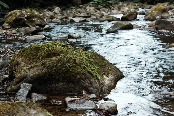 流れる川の近くの湿った石の緑のカビの選択的な焦点 — ストック写真