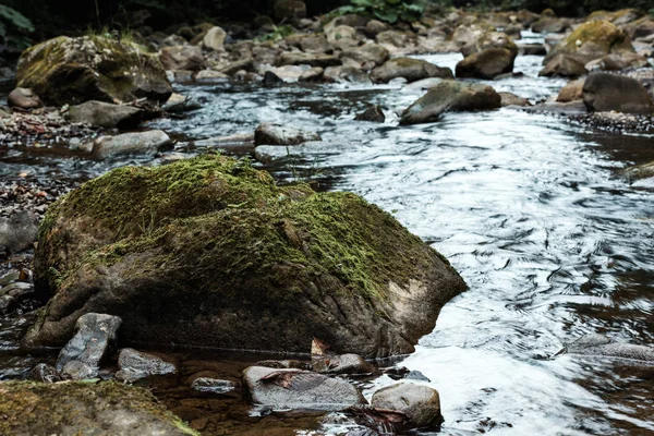 selective focus of green mold on wet stones near flowing river 