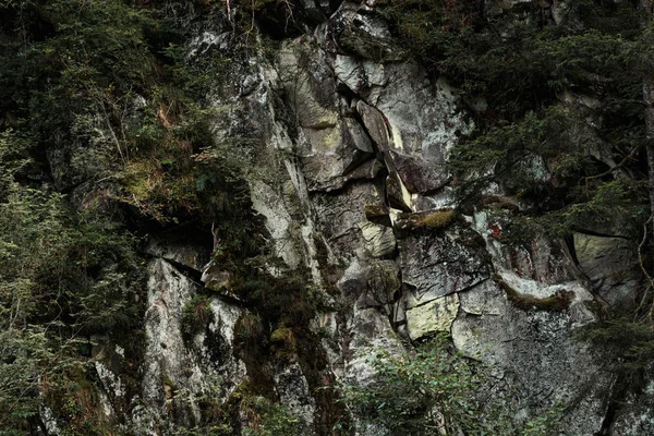 Hojas Verdes Árboles Cerca Piedras Bosque — Foto de Stock