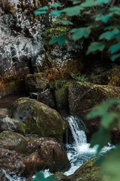 selective focus of flowing water near stones with mold in woods 