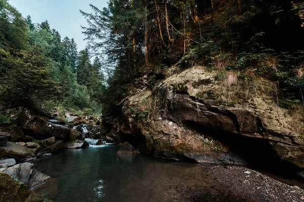 wet rocks near lake and green trees in woods