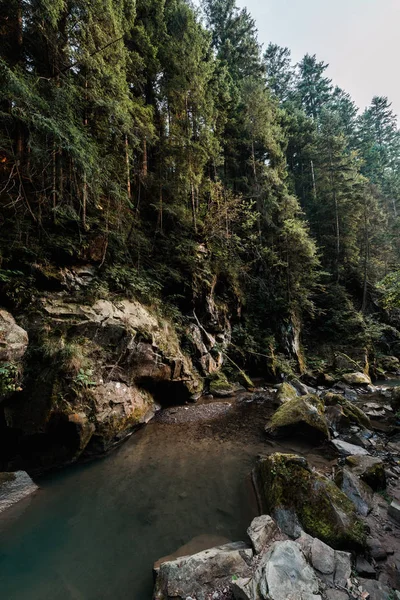 公園の湖や緑の木の近くの岩の上にカビ — ストック写真