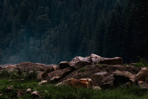 green and fresh grass near stones and trees 